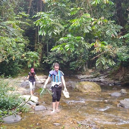 Pongo Guest House & Jungle Trekking Bukit Lawang Exterior photo