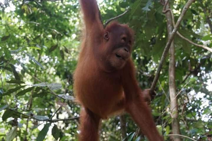 Pongo Guest House & Jungle Trekking Bukit Lawang Exterior photo