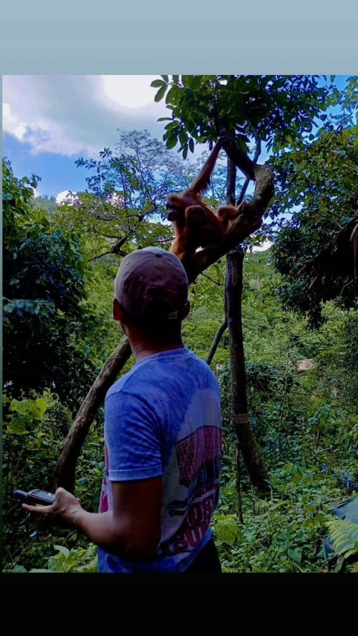 Pongo Guest House & Jungle Trekking Bukit Lawang Exterior photo