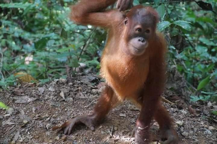 Pongo Guest House & Jungle Trekking Bukit Lawang Exterior photo