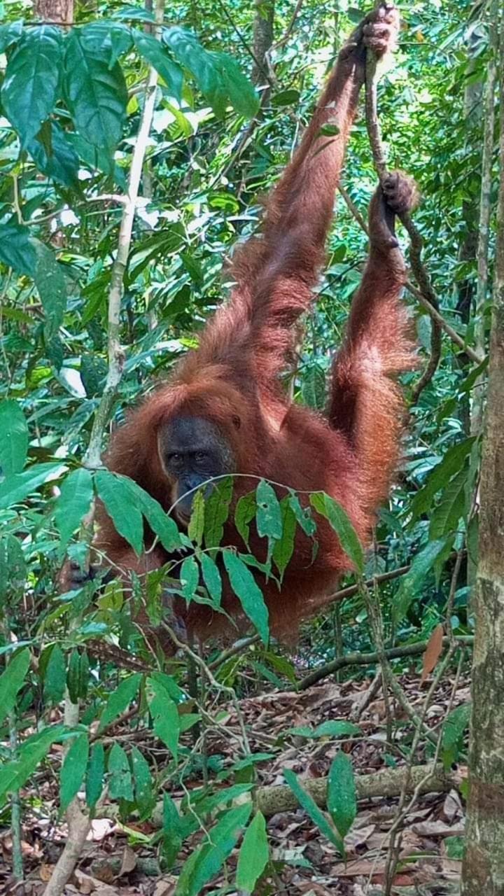 Pongo Guest House & Jungle Trekking Bukit Lawang Exterior photo