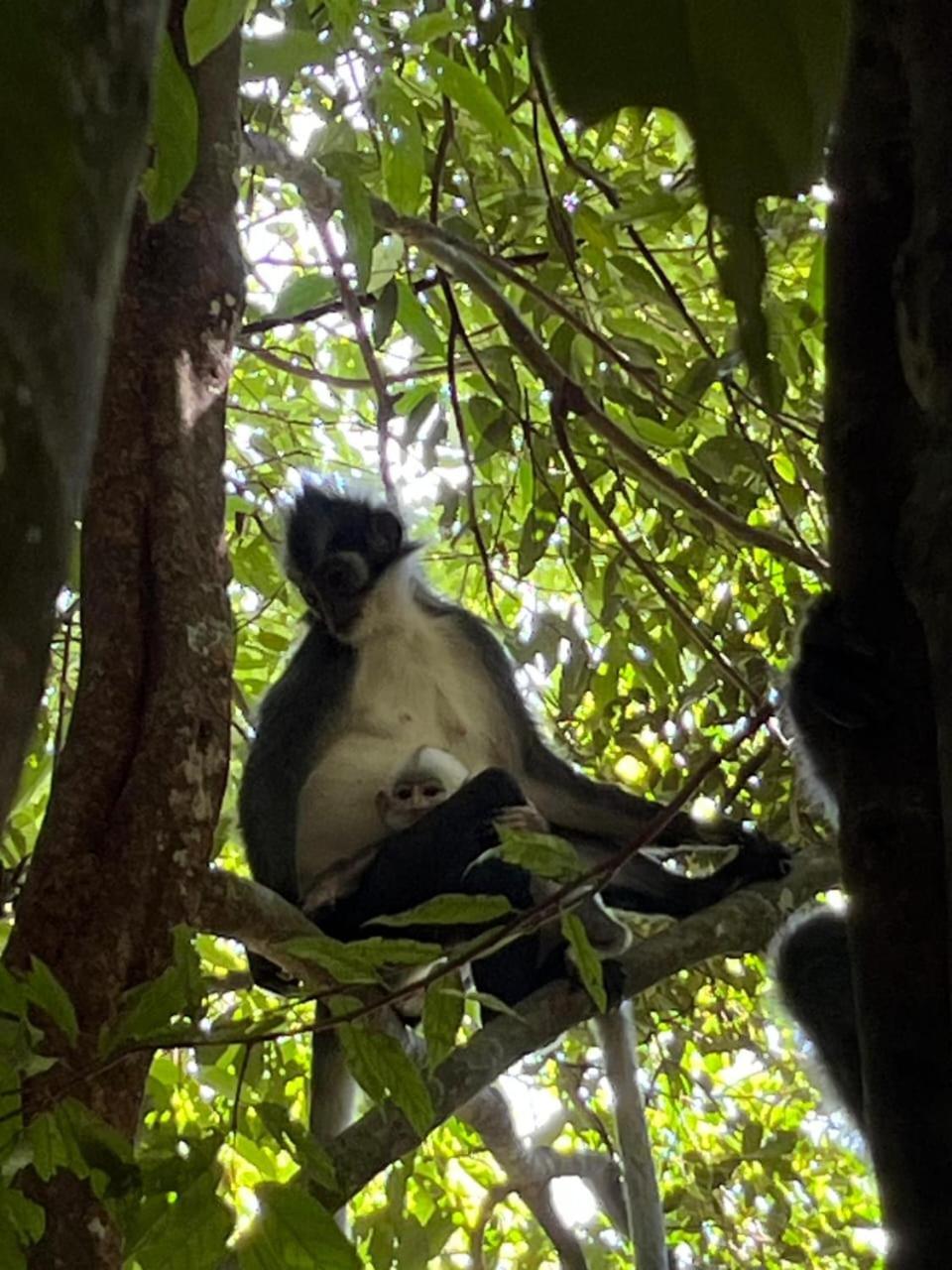 Pongo Guest House & Jungle Trekking Bukit Lawang Exterior photo