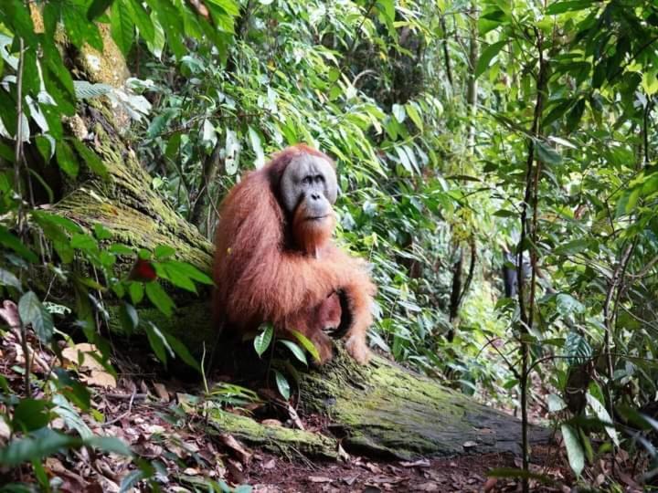 Pongo Guest House & Jungle Trekking Bukit Lawang Exterior photo