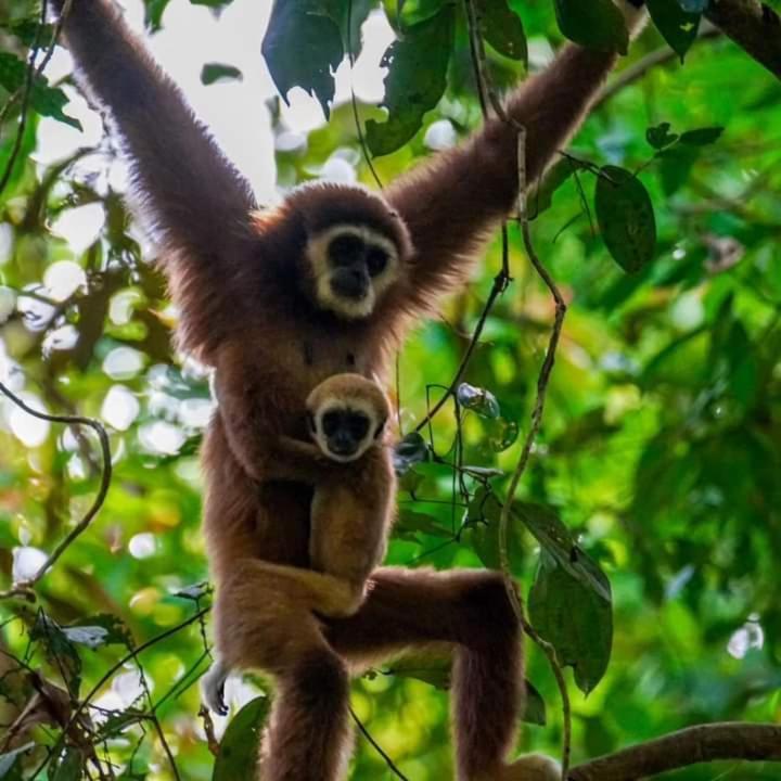 Pongo Guest House & Jungle Trekking Bukit Lawang Exterior photo