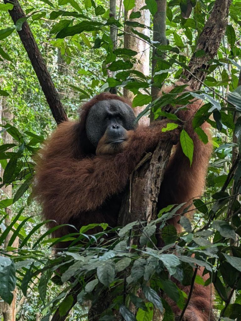 Pongo Guest House & Jungle Trekking Bukit Lawang Exterior photo
