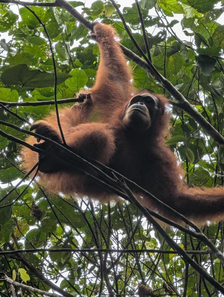 Pongo Guest House & Jungle Trekking Bukit Lawang Exterior photo