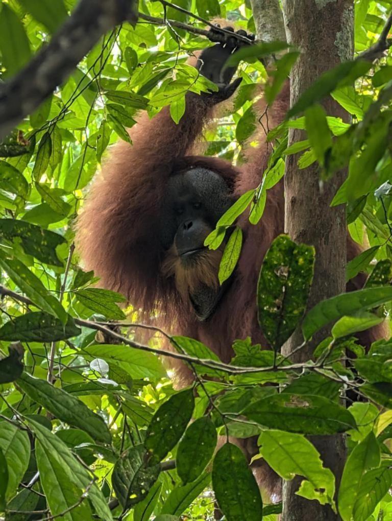 Pongo Guest House & Jungle Trekking Bukit Lawang Exterior photo