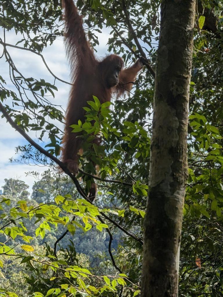 Pongo Guest House & Jungle Trekking Bukit Lawang Exterior photo