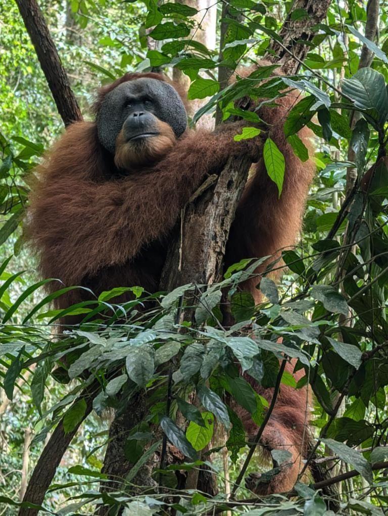Pongo Guest House & Jungle Trekking Bukit Lawang Exterior photo