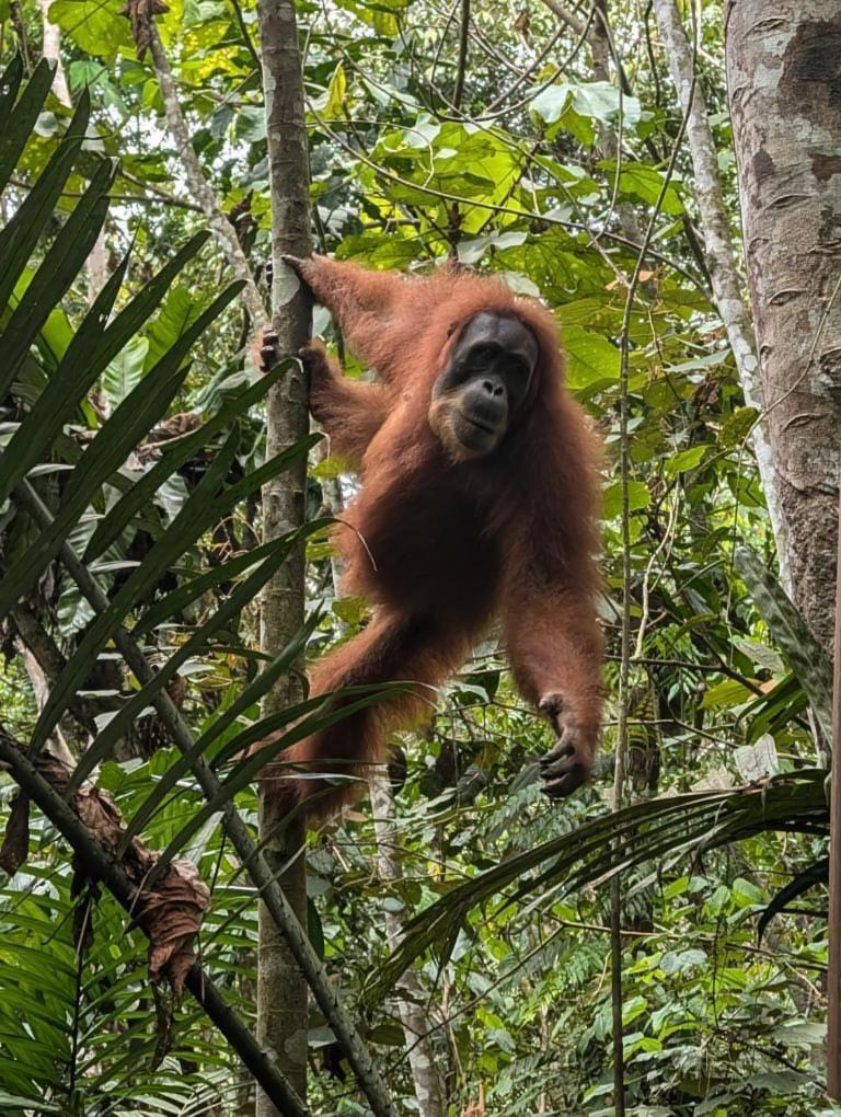 Pongo Guest House & Jungle Trekking Bukit Lawang Exterior photo