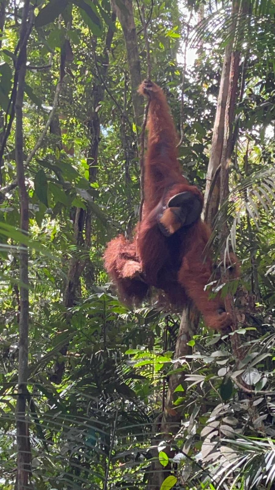 Pongo Guest House & Jungle Trekking Bukit Lawang Exterior photo